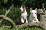 BULL TERRIER MINIATURE 202